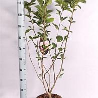 Magnolia soulangeana