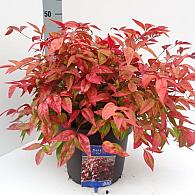 Nandina d. Blush Pink
