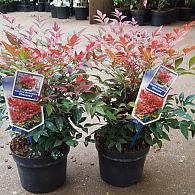 Nandina d. Obsessed