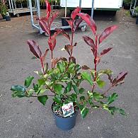 Photinia fraseri 'Camilvy'