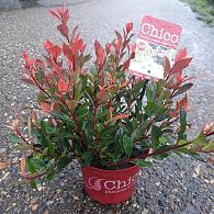 Photinia fraseri Chico