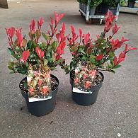 Photinia fraseri 'Little Red Robin'