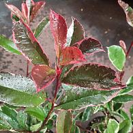 Photinia fraseri Pink Marble