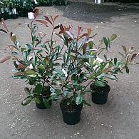 Photinia fraseri 'Red Robin'