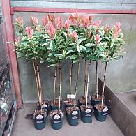 Photinia ser. Pink Crispy'
