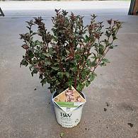 Physocarpus opulif. 'Tiny Wine'