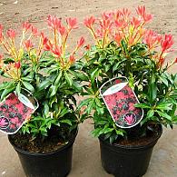 Pieris 'Forest Flame'