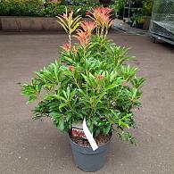Pieris 'Forest Flame'
