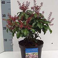 Pieris jap. 'Pink Passion'