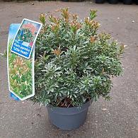 Pieris jap. 'Little Heath'
