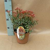 Pieris jap. 'Little Heath'