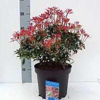 Pieris jap. 'Mountain Fire'