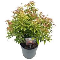 Pieris jap. 'Passion'