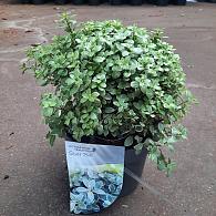 Pittosporum ten. 'Silver Ball'