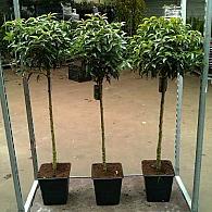 Prunus lusitanica