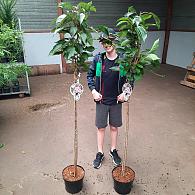 Prunus ser. 'Amanogawa'