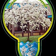 Prunus yedoensis 'Ivensii'