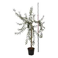 Pyrus salicifolia 'Pendula'
