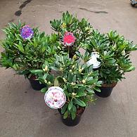Rhododendron in cultivars