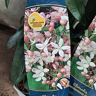 Clematis arm. 'Hendersonii Rubra'