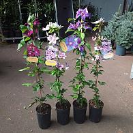 Clematis in cultivars