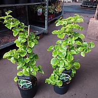 Hydrangea an. petiolaris 'Mirranda'