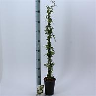 Jasminum officinale