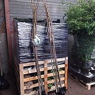Prunus ser. 'Shôgetsu'
