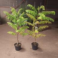 Rhus typhina 'Dissecta'