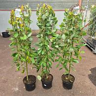 Salix caprea 'Kilmarnock'