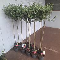 Salix gracilistyla 'Mount Aso'