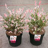 Salix integra 'Flamingo'