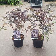 Sambucus nigra Black Lace
