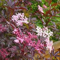 Sambucus nigra 'Thundercloud'