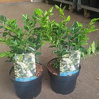 Sarcococca confusa