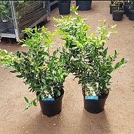 Sarcococca confusa