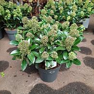 Skimmia j. 'Fragrant Cloud'