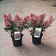 Skimmia j. 'Rubinetta'