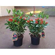 Skimmia j. 'Temptation'