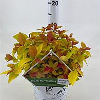 Spiraea jap. 'Double Play Big Bang'