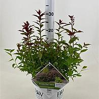 Spiraea jap. Double Play Artist