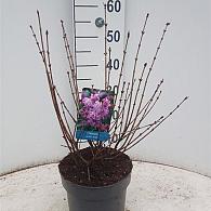 Syringa 'Josée'