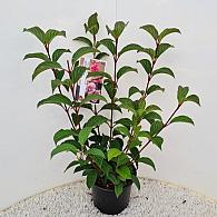 Viburnum bodn. 'Charles Lamont'