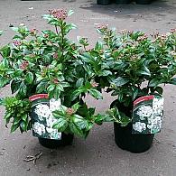 Viburnum tinus