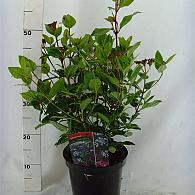 Viburnum tin. Spirit