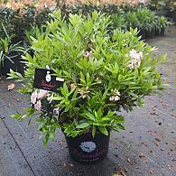Rhododendron 'BloomBux'
