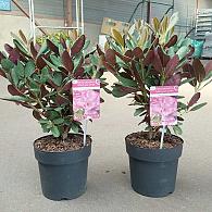 Rhododendron 'Wine & Roses'