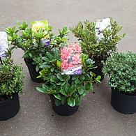Rhododendron dwarf growing cultivars