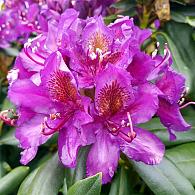 Rhododendron 'Marcel Menard'