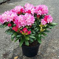 Rhododendron yakushimanum
